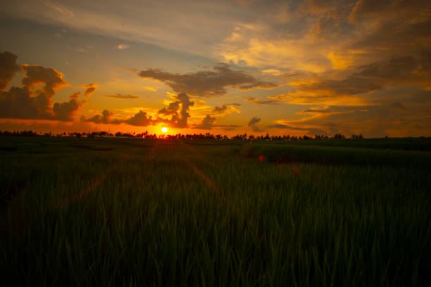 Sunset time rice fields , beautiful landscape , indonesia