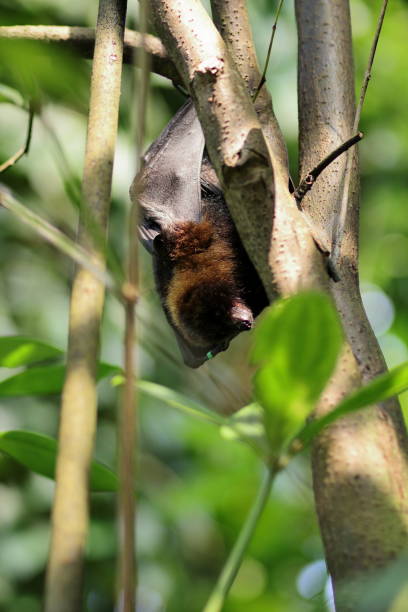 20+ Fotos, Bilder und lizenzfreie Bilder zu Rodrigues Flughund iStock