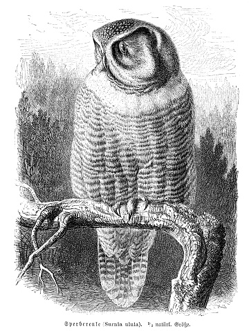 Northern hawk-owl bird engraving illustration 1892