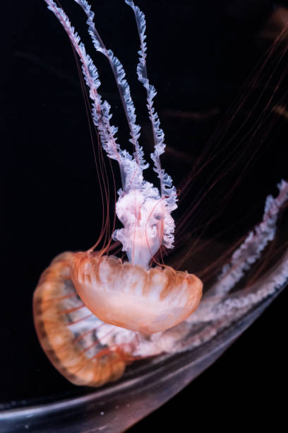 istock Aquarium Sea Creatures 1500049119