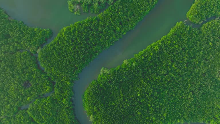 Aerial view from above of water with mangrove forest on a tropical island.