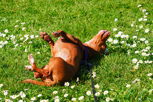 A brown dog scratches his back while rolling on the grass