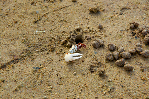 The fiddler crab is just coming out from its hole on a mangrove.