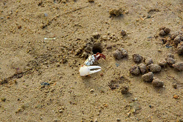 Photo of Fiddler crab hole