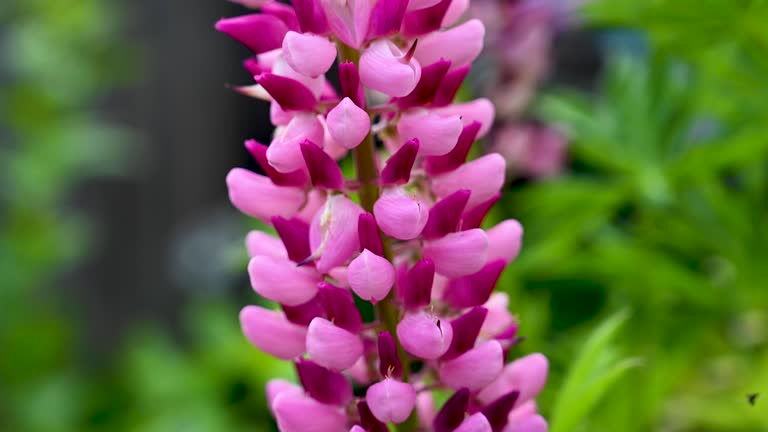 Pink lupins summer blooming flowers, in the garden in sunshine.