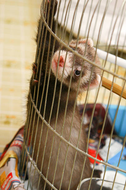 istock Mustela putorius furo in cage 150005273