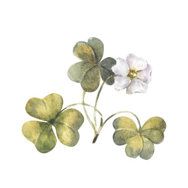 Watercolor illustration, forest oxalis isolated on a white background. Forest plant with three-lobed leaves and small white flowers. Watercolor illustration, forest oxalis isolated on a white background. Forest plant with three-lobed leaves and small white flowers wood sorrel stock illustrations