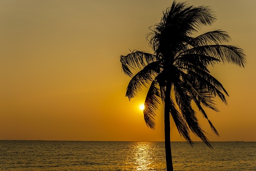 Silhouette of a Coconut tree at the seaside and the sunset is the background.