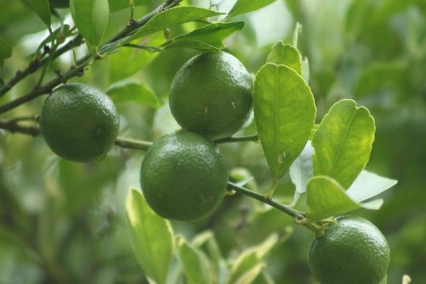 istock Green lime on the tree blurred natural background. 1500058038