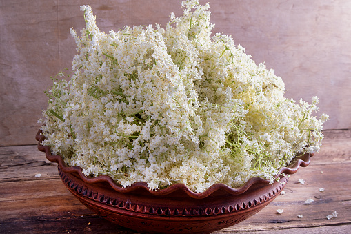 Elder flowers. White flower shrub. Harvesting buds for making syrup and drink. Cooking and food in a bowl on the table. Sambucus plant