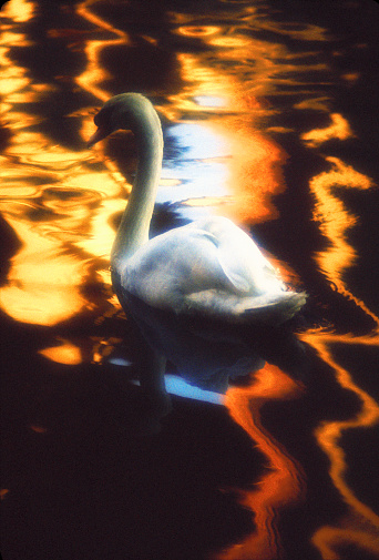 White Swan on golden pond