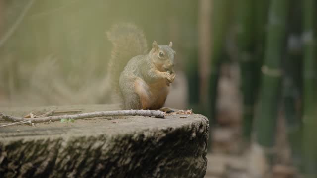 Obese small mammal squirrel feeds in forest in slo mo
