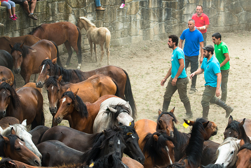 PONTEVEDRA, SPAIN - AUGUST 2 2015: Annual folk festival where are pooled wild horses, foals are separated and where they cut their manes and try to ride them. In the village of Viascon.