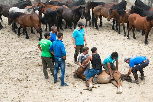 PONTEVEDRA, SPAIN - AUGUST 2 2015: Annual folk festival where are pooled wild horses, foals are separated and where they cut their manes and try to ride them. In the village of Viascon.