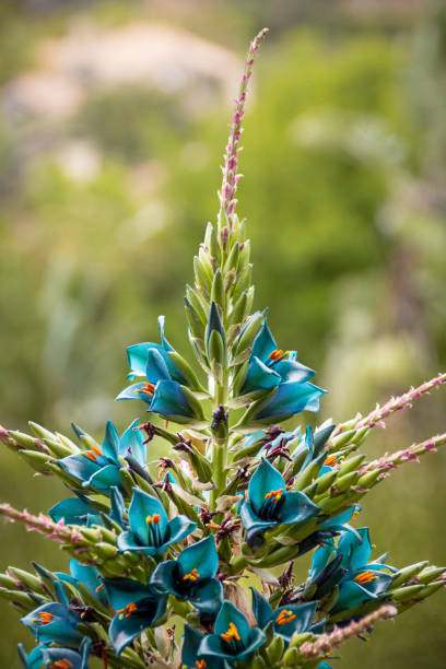 Blue Flowering Tropical Plant