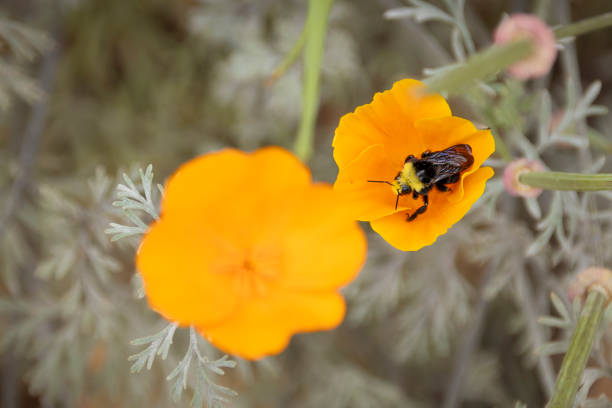istock Bumblebee in Poppy 1500062344