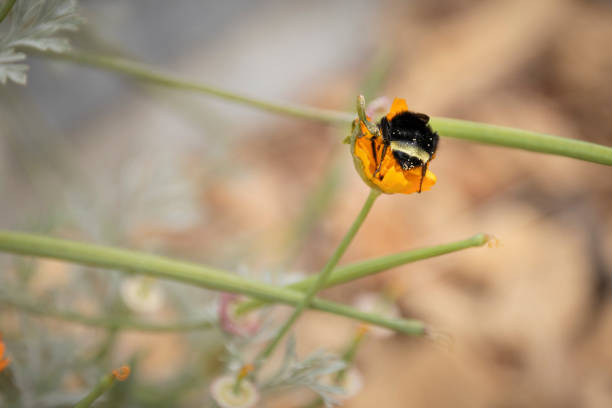 Bumblebee in Poppy