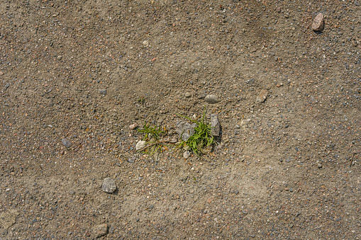 Green leaves growing on gravel, top view.