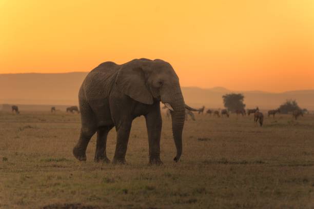 istock Majestic elephant strolls through a picturesque landscape at sunset 1500062673