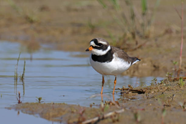 istock Grand gravelot  - Common Ringed Plover (Charadrius hiaticula). 1500063683
