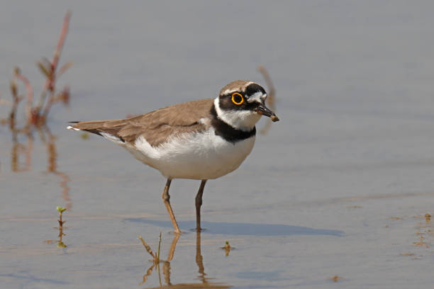 istock Petit gravelot - Little Ringed Plover (Charadrius dubius). 1500063685