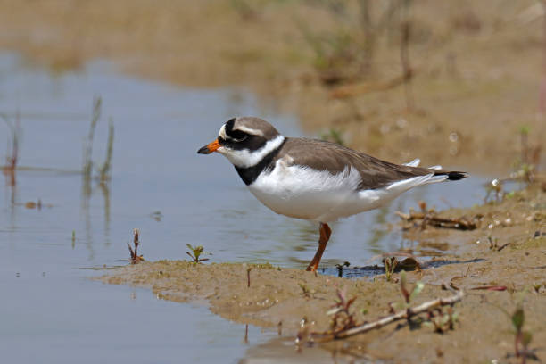 istock Grand gravelot  - Common Ringed Plover (Charadrius hiaticula). 1500063712