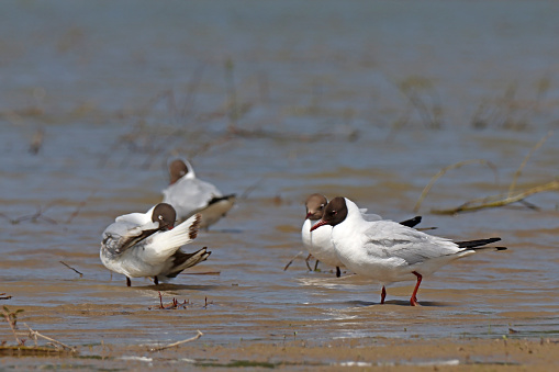 18 may 2023, Basse Yutz, Yutz, Thionville Portes de France, Moselle, Lorraine, Grand Est, France. It's spring. At the edge of the body of water, the water is shallow. In this intermediate area, a group of Black-Headed Gulls are standing with their paws in the water. Some rest, others take care of their plumage. The birds have the dark brown hood of the breeding plumage on their heads.