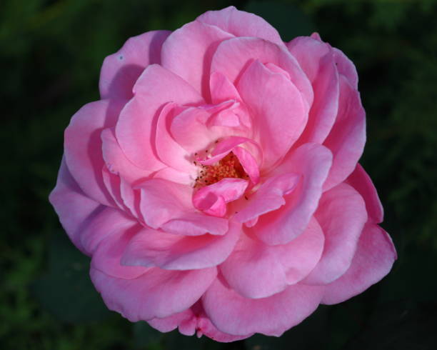 istock Romantic pink Rose blossom 1500064098