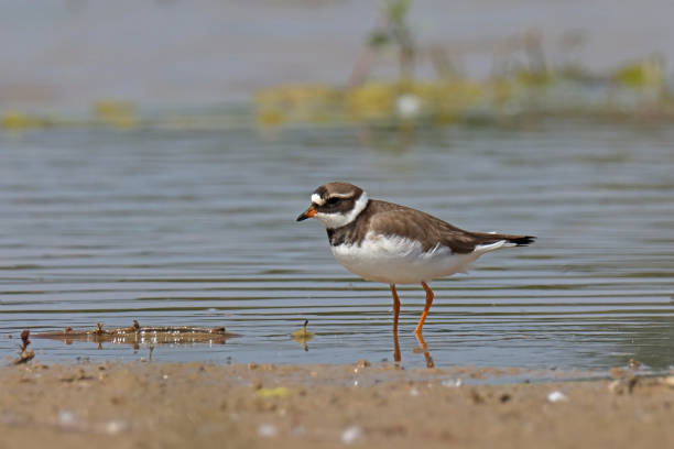 istock Grand gravelot  - Common Ringed Plover (Charadrius hiaticula). 1500064515