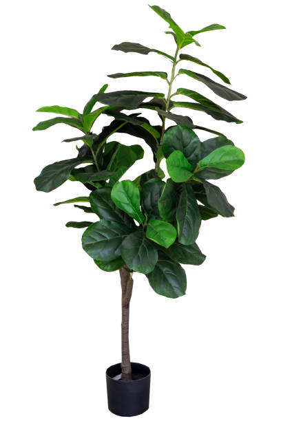 istock Green leaves and white plant pots on white background 1500066509