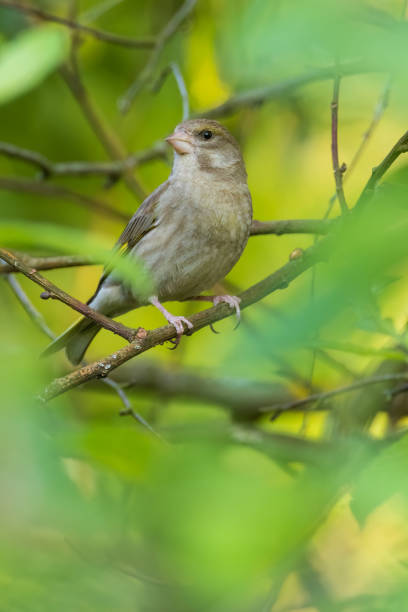 istock European Greenfinch (Chloris chloris) among springtime leaves 1500066887