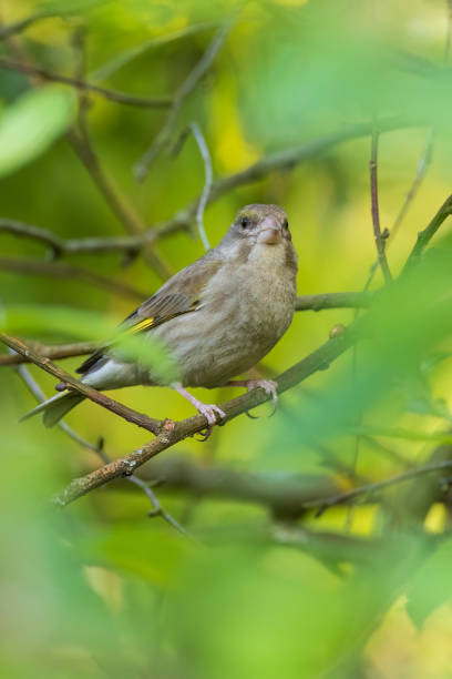 istock European Greenfinch (Chloris chloris) among springtime leaves 1500066928