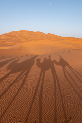 A caravan of dromedaries passing the Sahara desert in the evening, Erg Chebbi in Morocco