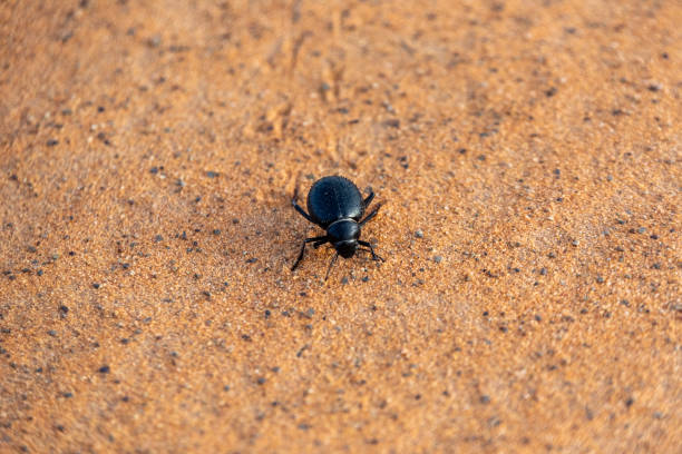 istock A black scarab beetle in the Erg Chebbi desert 1500067902