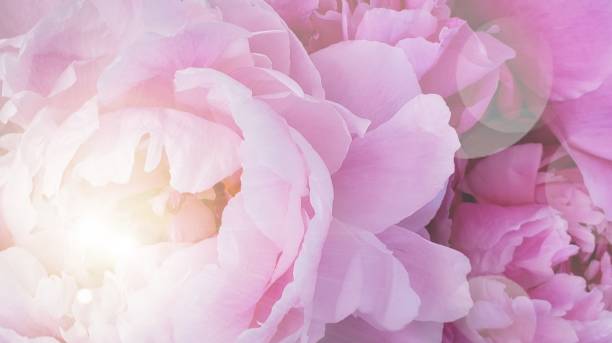 istock Beautiful pink flowers roses background 1500069938
