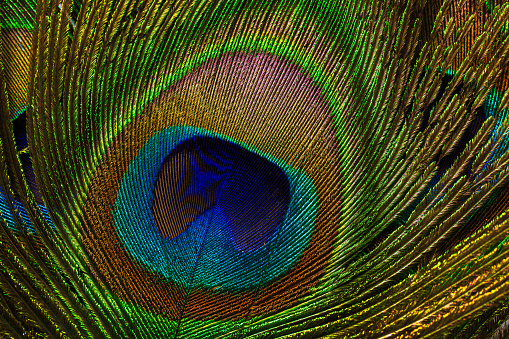 Close-up of a beautiful peacock feather.