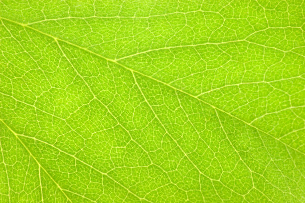 istock Green Leaf Textured Pattern Flat Lay Macro Closeup, Large Detailed Horizontal Abstract Background Texture, Blank Empty Copy Space 1500072398