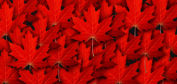 Red Maple Leaf Background and autumn leaves symbol as a seasonal themed concept as an icon of the fall weather or Symbol for Canada Day and Canadian culture.