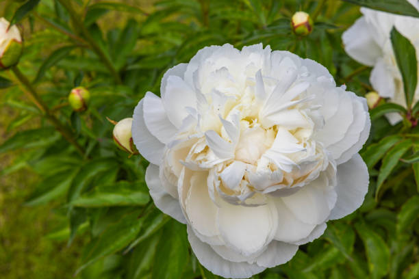 istock Macro view of blooming white peony on background. 1500073996