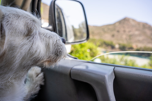A white dog standing, looking through the car window at the landscape of beaches and the Mediterranean Sea.