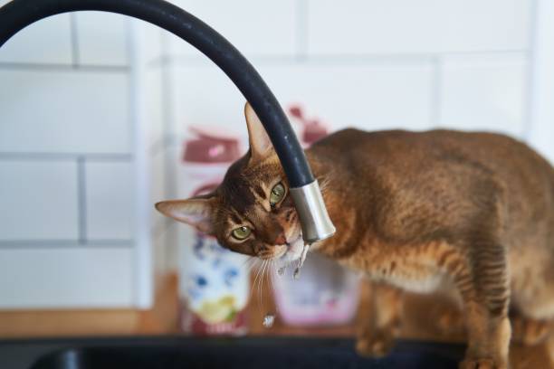 istock Beautiful cat Bengal breed drinking water from the tap 1500074925