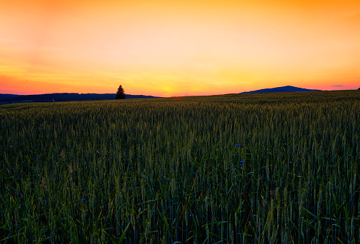 Wheatfield at the golden hour