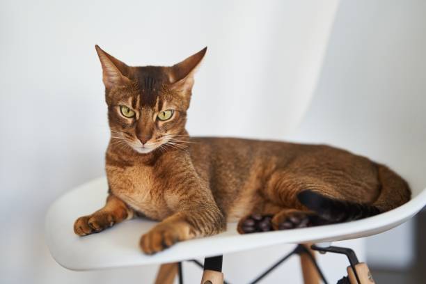 istock Beautiful Bengal cat sitting on a chair 1500075506