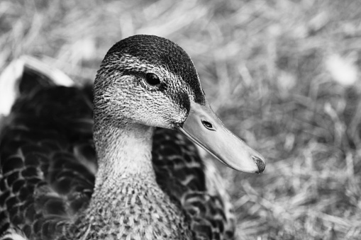 A female duck up close