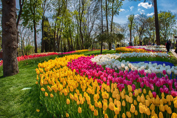 istock Emirgan Park, Istanbul 1500075847