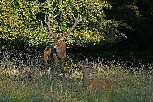 Red Deer, cervus elaphus, Stag and Female, Sweden