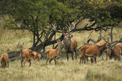 Red Deer, cervus elaphus, Stag and Females, Sweden