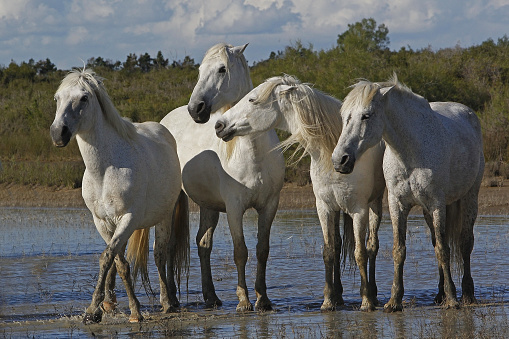 Camargue Horse, Herd in Swamp, Saintes Marie de la Mer in The South of France