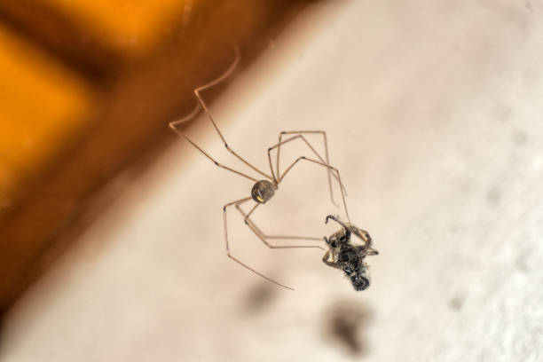 istock Spider taking her prey , in the house , under the ceiling 1500077592