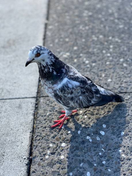 istock White and black spotted pigeon perched on the gray concrete ground 1500078393